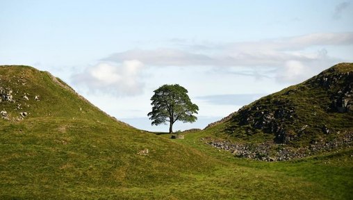 https://www.thenorthernecho.co.uk/news/25936866.vote-pick-artist-officially-honour-sycamore-gap/?ref=rss