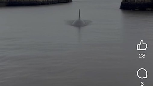 https://www.thenorthernecho.co.uk/news/25988599.shark-spotted-marina-north-east-enjoys-april-fools/?ref=rss