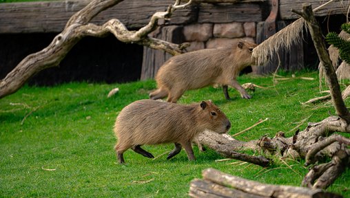 https://www.thenorthernecho.co.uk/news/26027767.meet-chip-dale-new-capybara-brothers-yorkshire-wildlife-park/?ref=rss