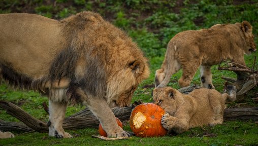 https://www.thenorthernecho.co.uk/news/25584925.big-cats-play-pumpkins-yorkshire-wildlife-park/?ref=rss